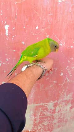 parrot