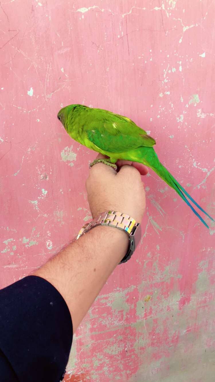 parrot 1