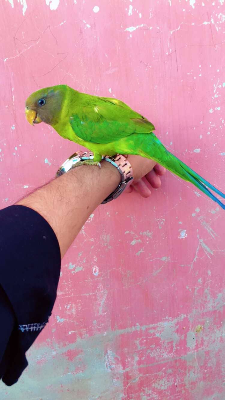 parrot 3