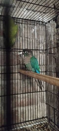 blue turquoise conure with out DNA male