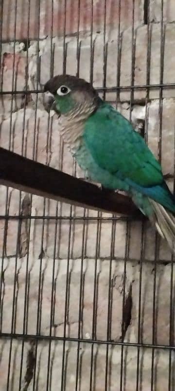 blue turquoise conure with out DNA male 3