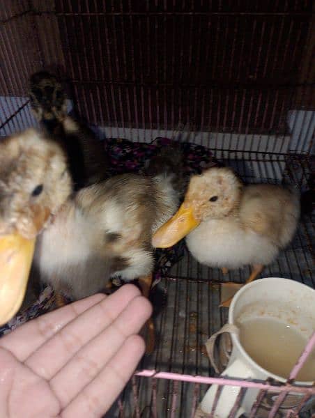 duck /duckling/chicks 5