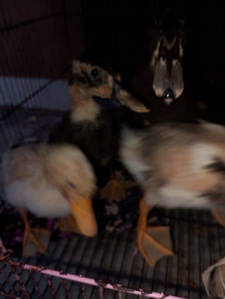 duck /duckling/chicks 6