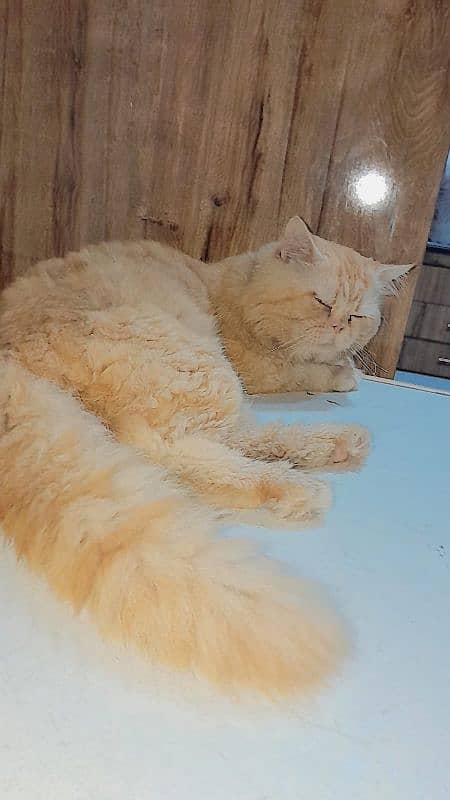 Male cate For Sale 3