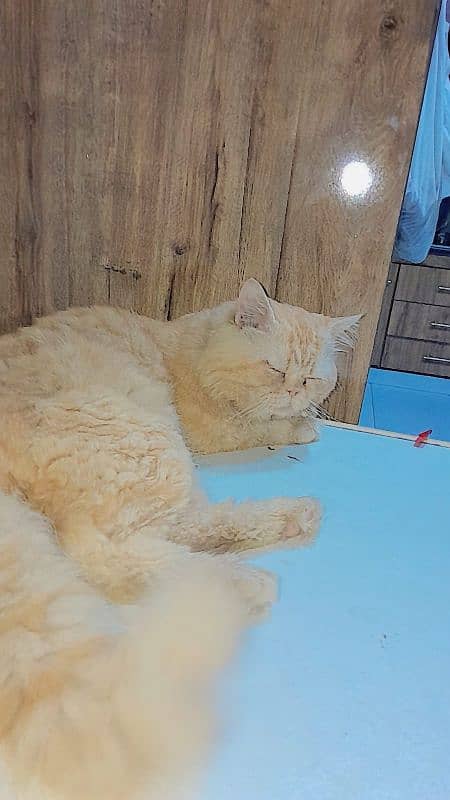 Male cate For Sale 4