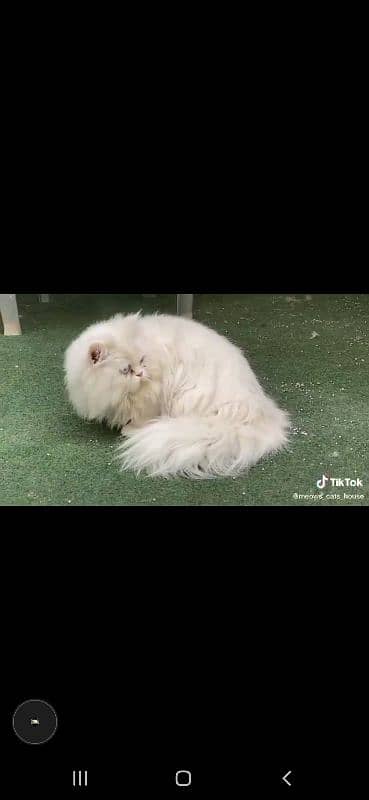 Persian male white colour 0