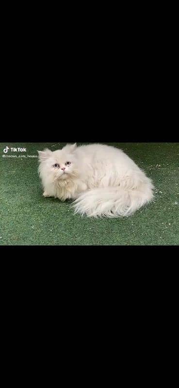 Persian male white colour 1