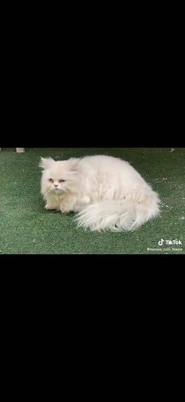 Persian male white colour 3