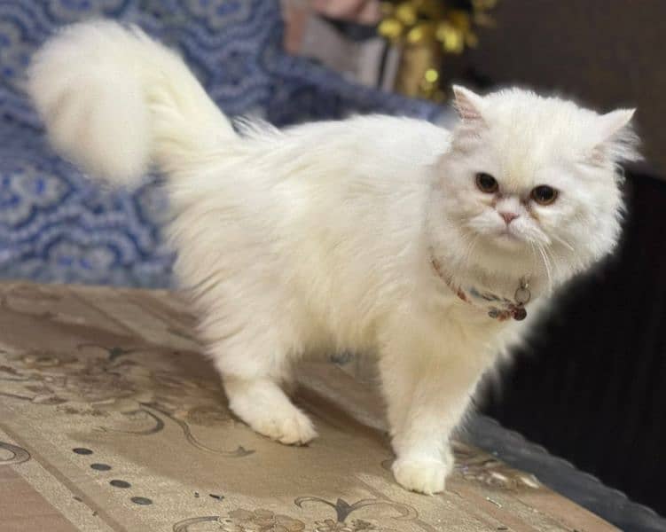 Punch Face Female Persian Cat Available For Sale 0