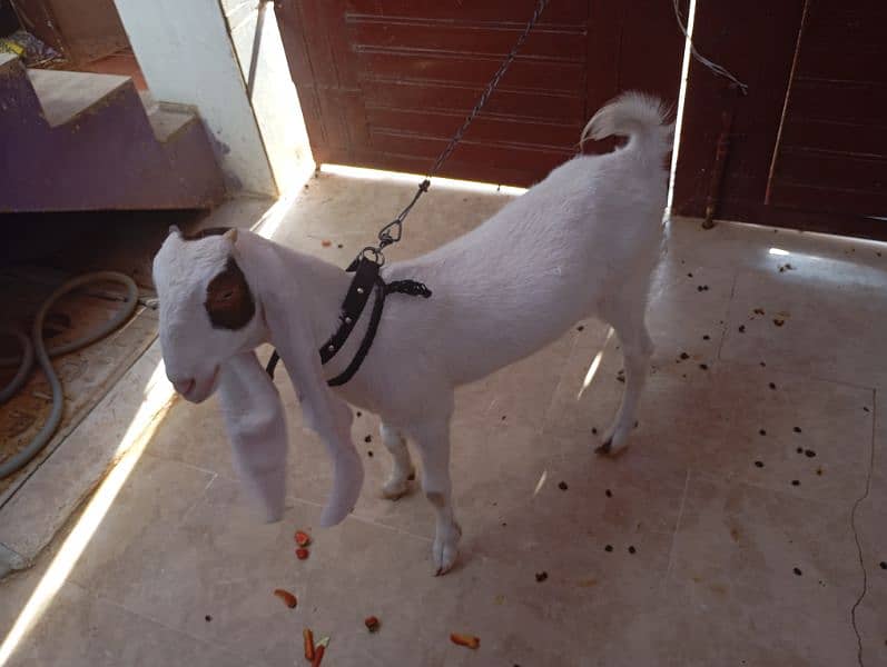 Gulabi bakri 1