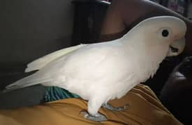 goffin cockatoo