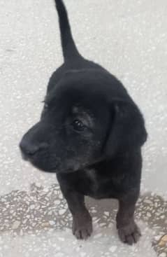 Labrador puppy for sale