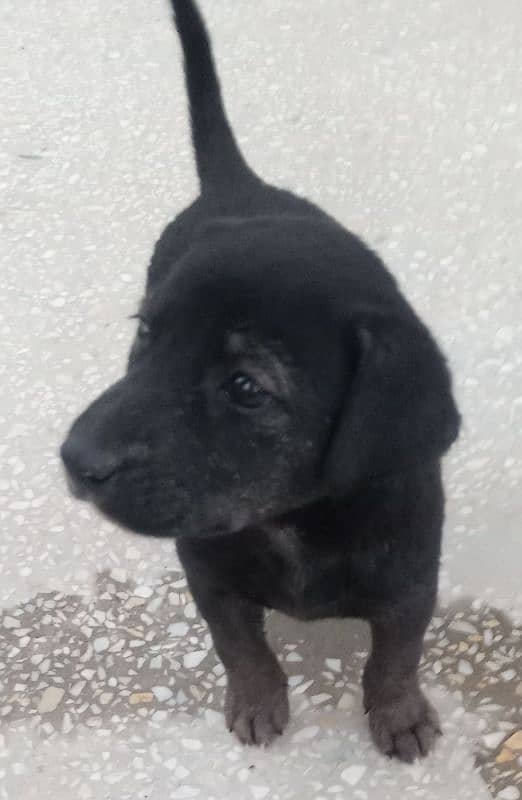 Labrador puppy for sale 0