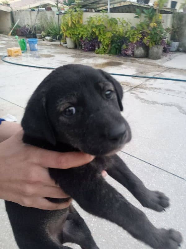 Labrador puppy for sale 1