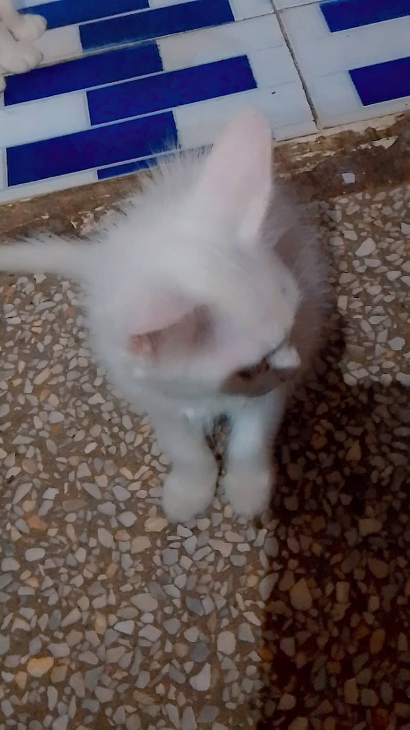 Persian cat kid for sell | White colour | 3 months 1