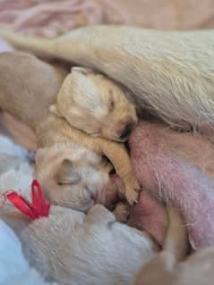 Labrador puppies topnotch quality in town