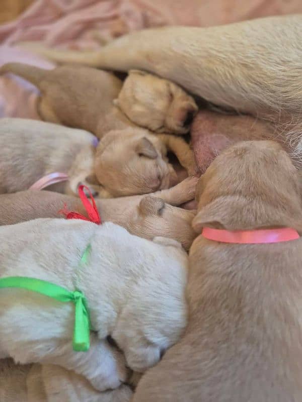 Labrador puppies topnotch quality in town 1