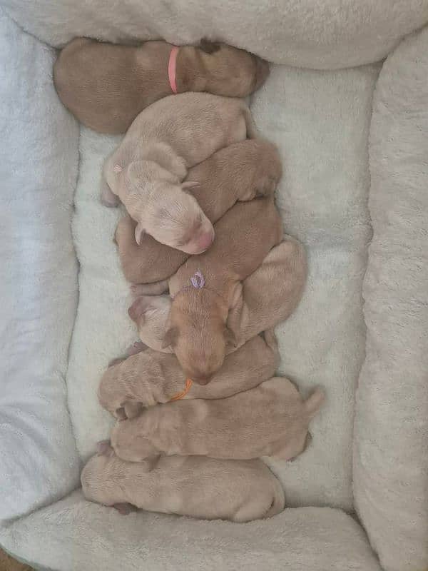 Labrador puppies topnotch quality in town 2