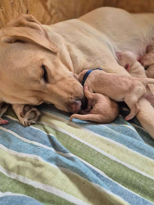 Labrador puppies topnotch quality in town 3