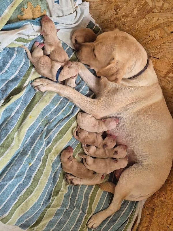 Labrador puppies topnotch quality in town 4