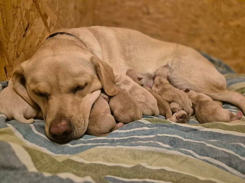 Labrador puppies topnotch quality in town 5