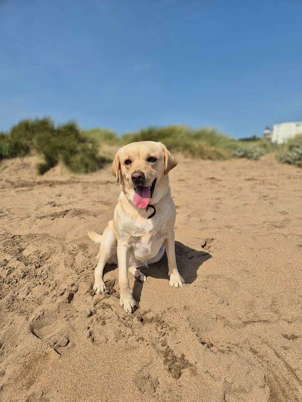 Labrador puppies topnotch quality in town 6