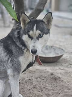 odd eyes Female Husky for sale.