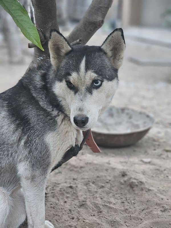 odd eyes Female Husky for sale. 0