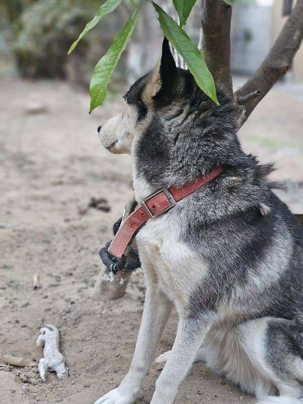 odd eyes Female Husky for sale. 1