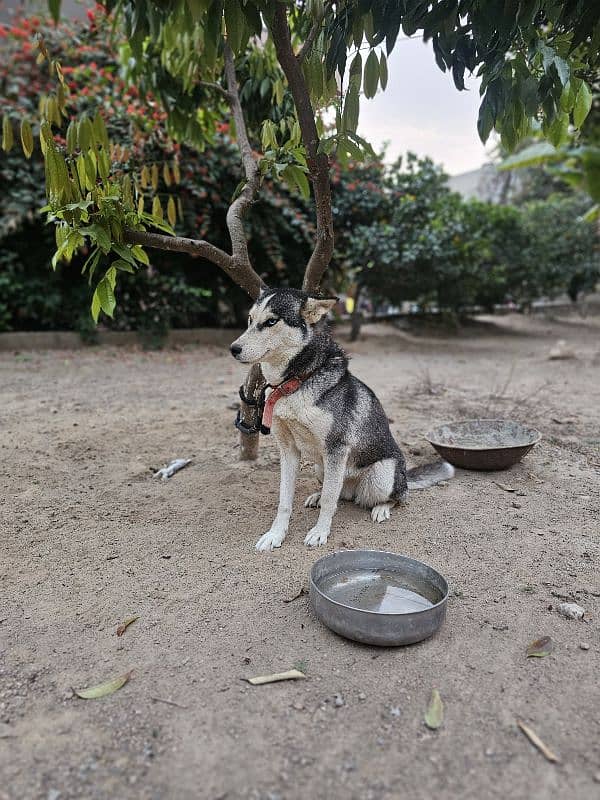 odd eyes Female Husky for sale. 2