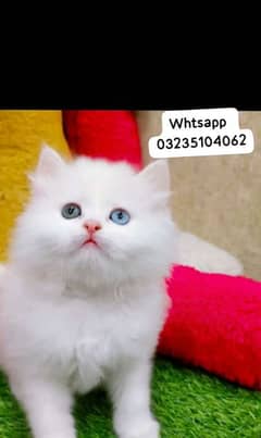 odd Eyes Kittens | white Persian Kittens | Punch Face | Triple Coated