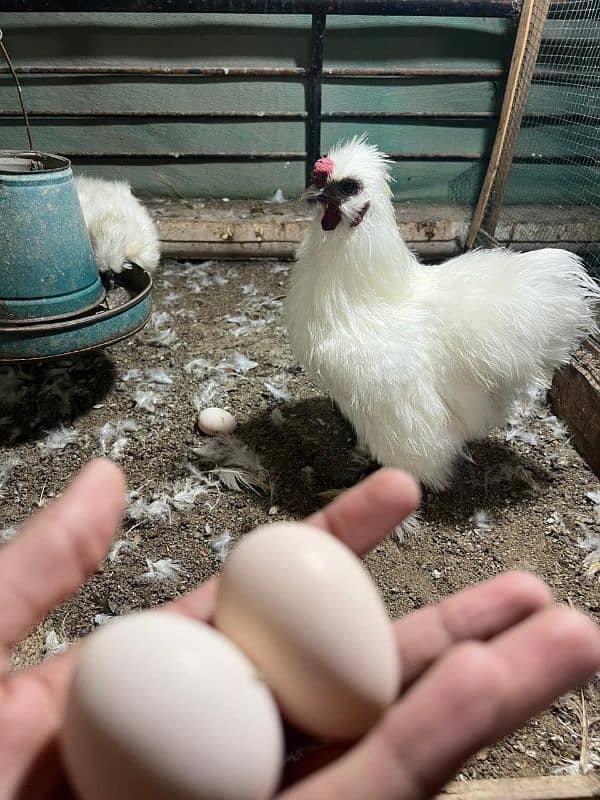 White silkie eggs fresh and fertile 0