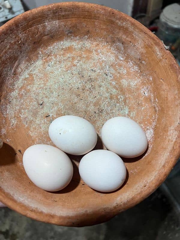 White silkie eggs fresh and fertile 5