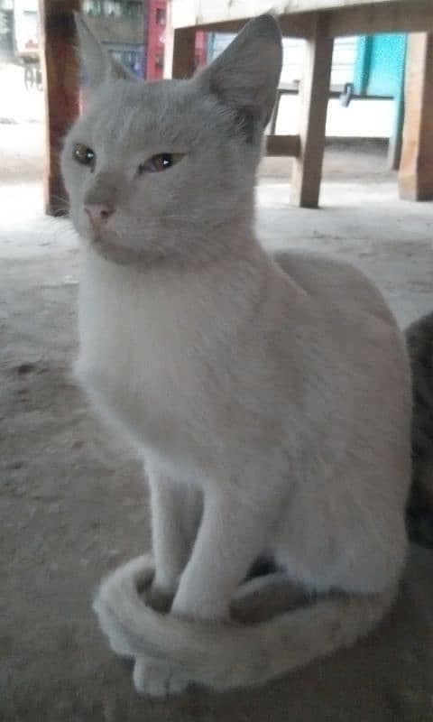 waite female cat is available for sale. 2