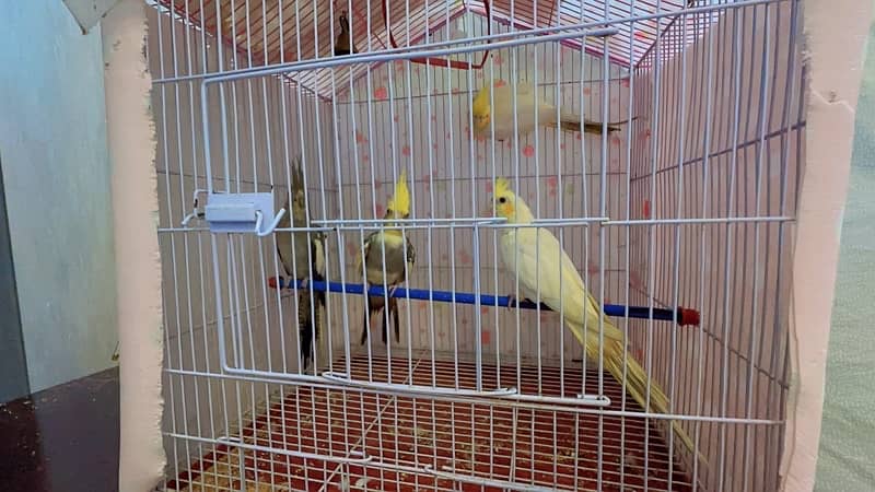 Cockatiel Parrot 0