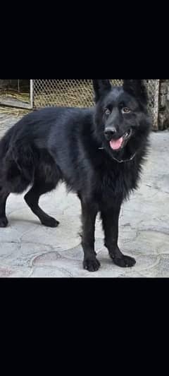 Belgium shepherd for sale