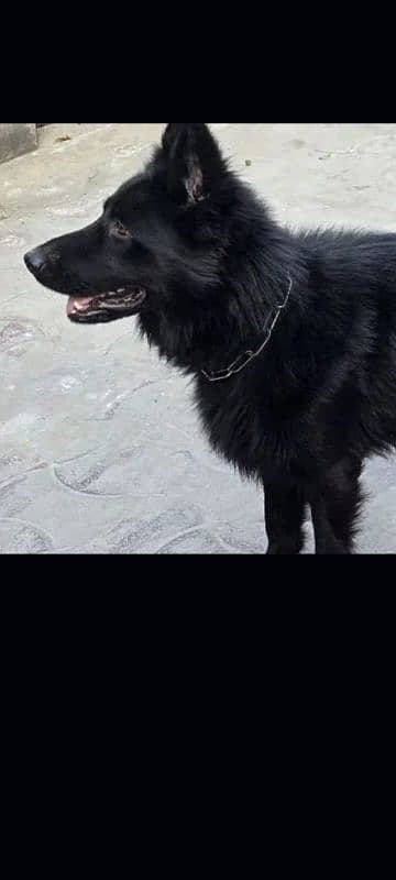 Belgium shepherd for sale 5