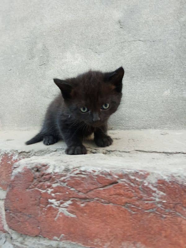 Beautiful Persian Kitten 1