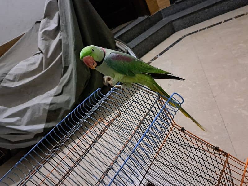 raw parrot male 1