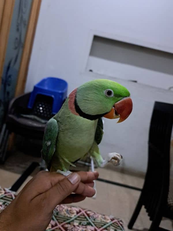 raw parrot male 2