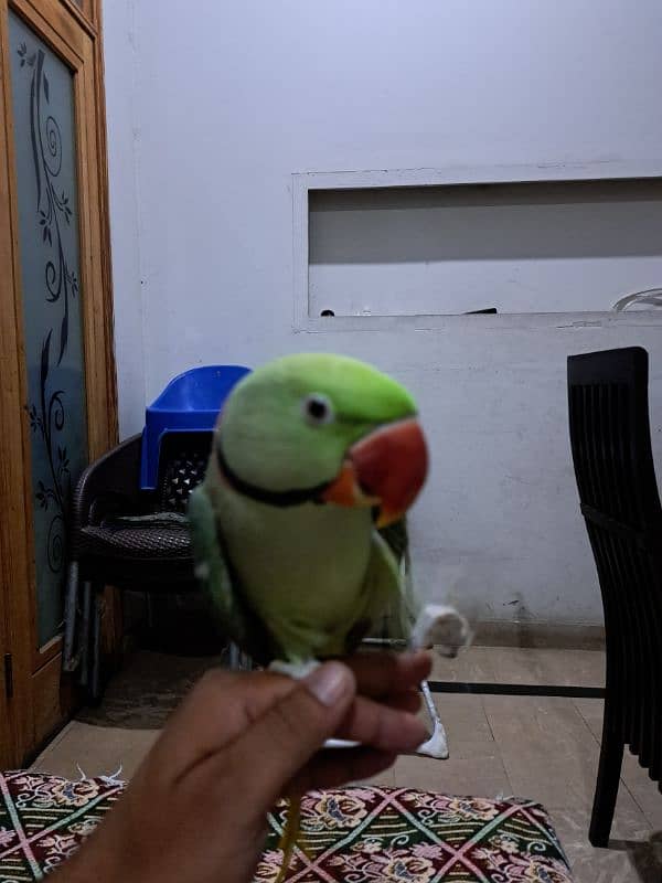 raw parrot male 4