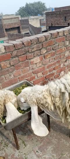 Sheep's for sale