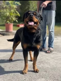 Rottweiler Male for stud