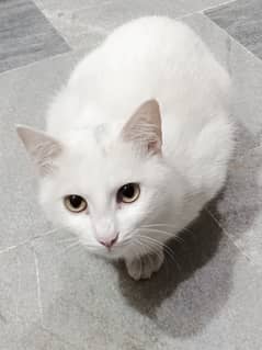 Turkish Angora now a free of charge for cats lovers Big discount