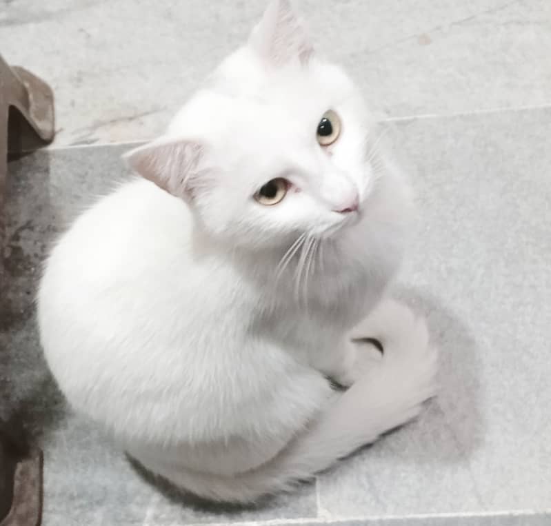 Turkish Angora now a free of charge for cats lovers Big discount 1