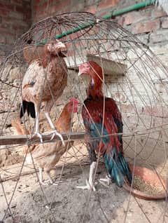 Extreme quality bird's Thai x Pakistani Pair Long Height 03096705051