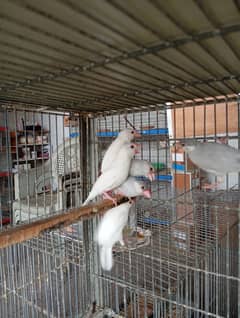 white and silver java breeder pairs RWP