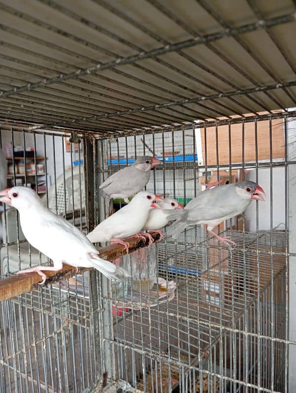 white and silver java breeder pairs RWP 1