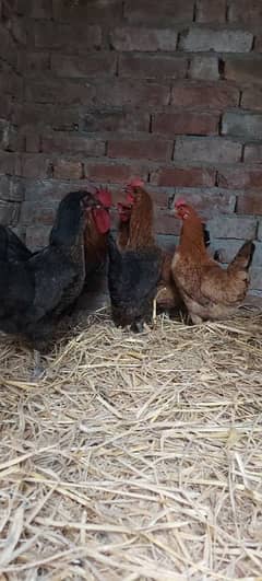 70/kg golden misri | desi murgha | misri murgha |eggs laying hens