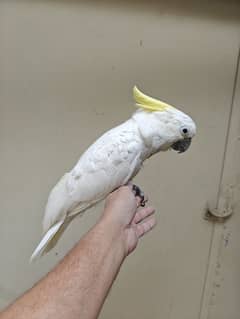 Tritron Cockatoo large size full tamed